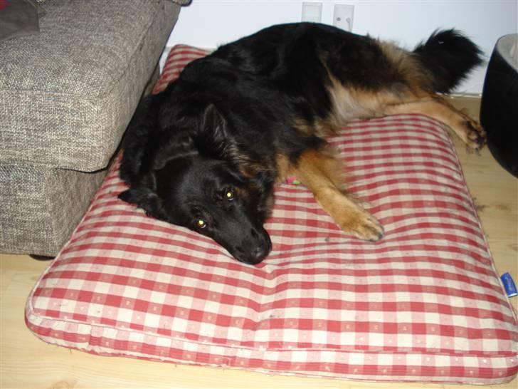 Schæferhund Hollie - skal vi lege billede 11