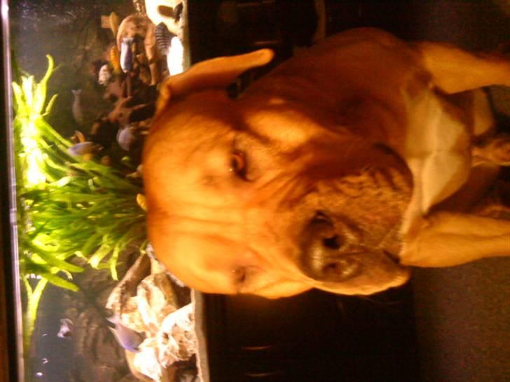 Blanding af racer Felix. .  - Felix er lidt træt for en gang skyld :-D billede 13