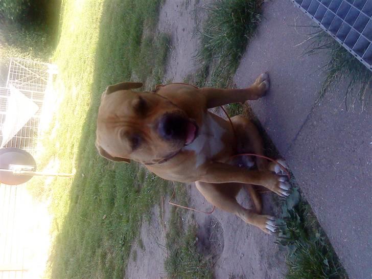 Blanding af racer Felix. .  - Årh Felix er træt :-) billede 14