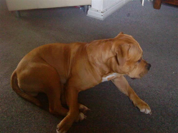 Blanding af racer Felix. .  billede 15