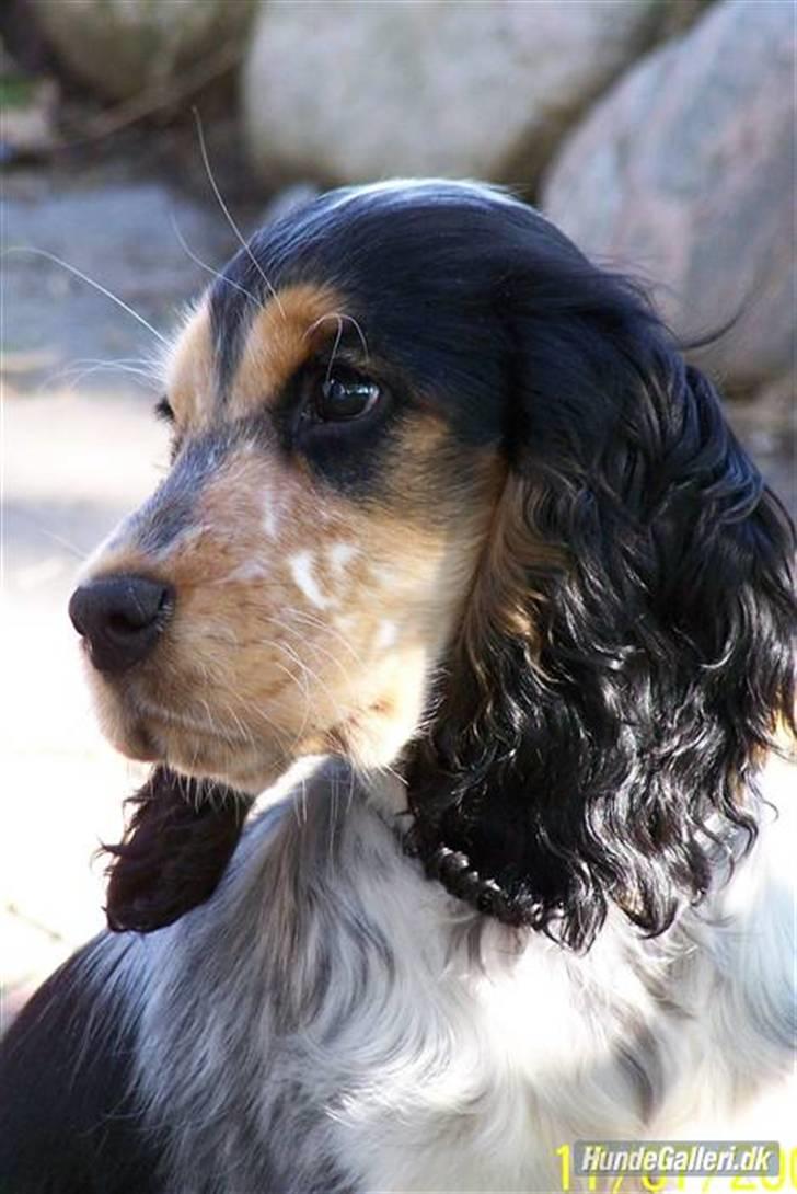 Cocker spaniel Nanna - 3½ mdr billede 1