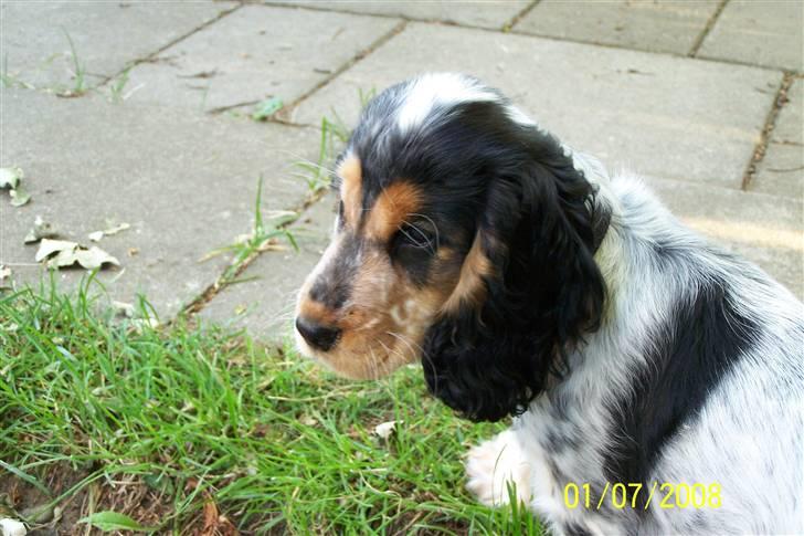 Cocker spaniel Nanna - 3 mdr billede 2