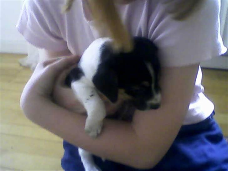 Dansk svensk gaardhund Cocio - Cocio - 4 uger. Mit første billede billede 1