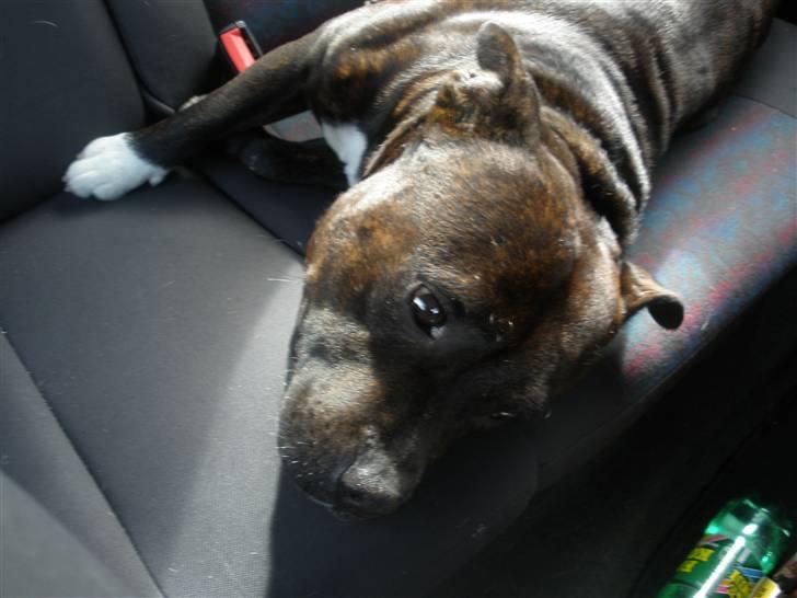 Staffordshire bull terrier Fussi - Her er jeg i bilen på vej til Jylland :) billede 2