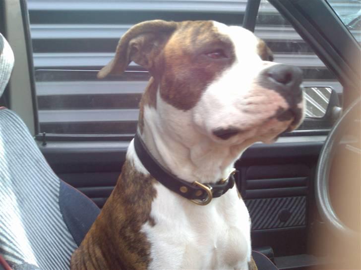 Amerikansk staffordshire terrier Tyson 'Solgt' billede 1