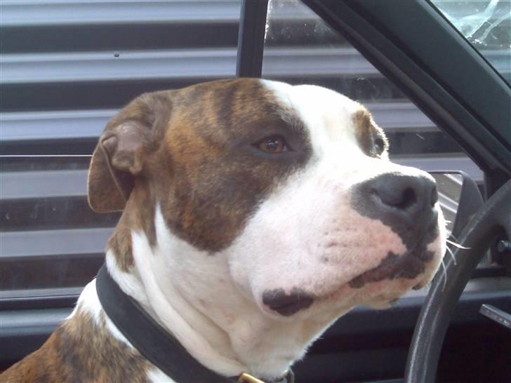 Amerikansk staffordshire terrier Tyson 'Solgt' billede 2