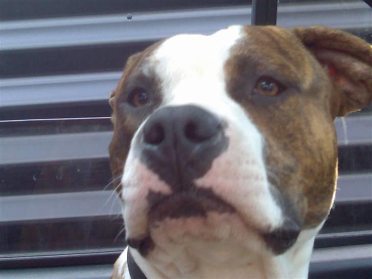 Amerikansk staffordshire terrier Tyson 'Solgt' billede 3