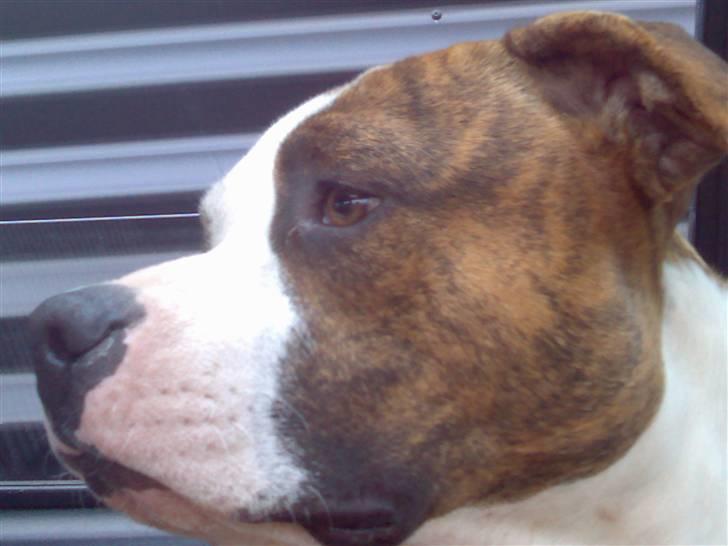 Amerikansk staffordshire terrier Tyson 'Solgt' billede 4