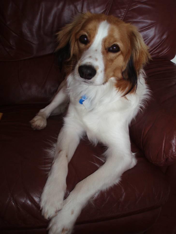 Kooikerhondje Kooijoy Carlo - 8 måneder, frisk og fræk, altid på kik efter en at lave balade med.  billede 5