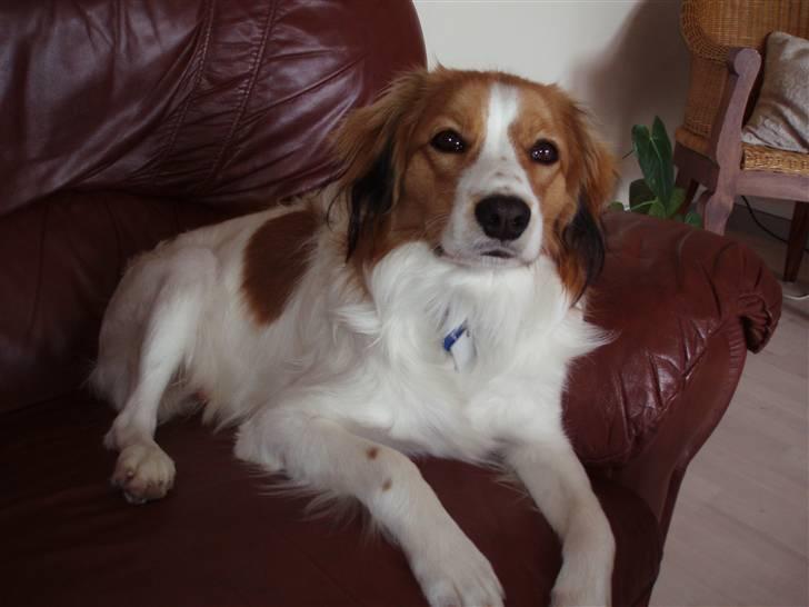 Kooikerhondje Kooijoy Carlo - 8 måneder, og jeg må godt komme op i sofaen. billede 6