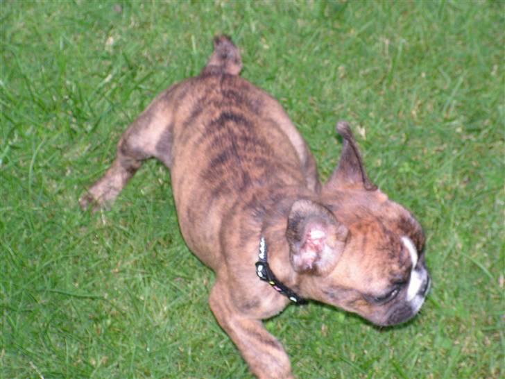 Fransk bulldog bums billede 5