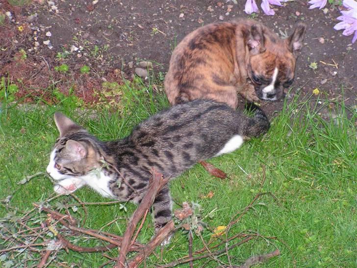 Fransk bulldog bums billede 6