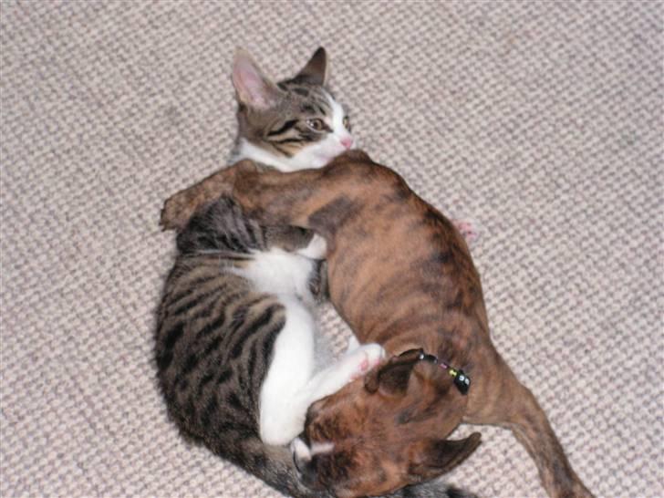 Fransk bulldog bums billede 7