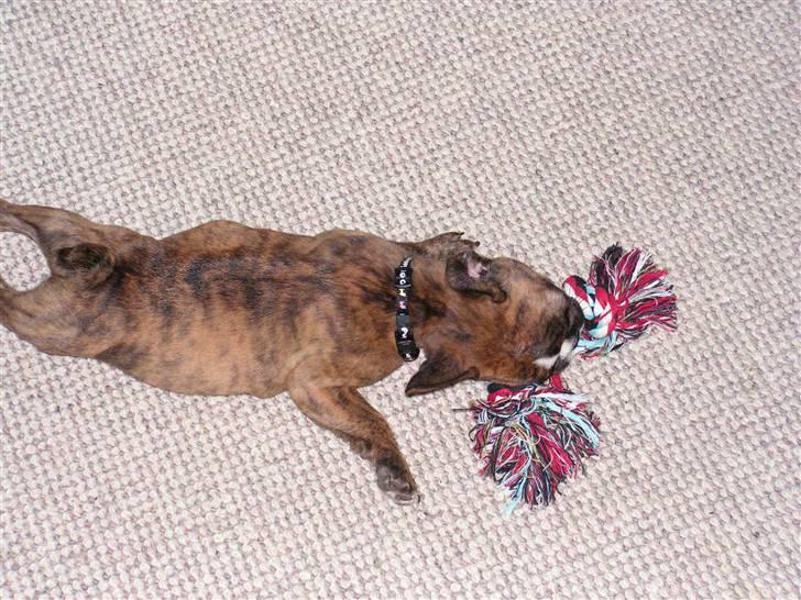 Fransk bulldog bums billede 8