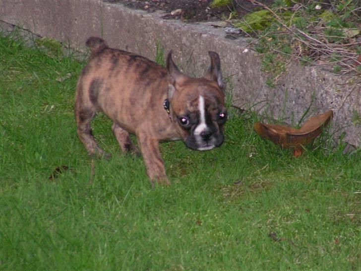 Fransk bulldog bums billede 9