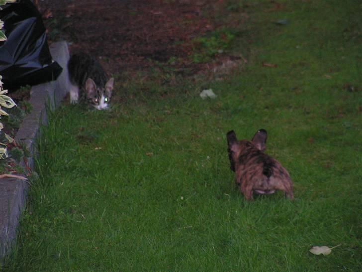 Fransk bulldog bums billede 10