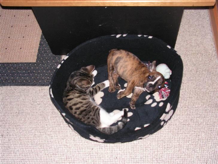 Fransk bulldog bums billede 11