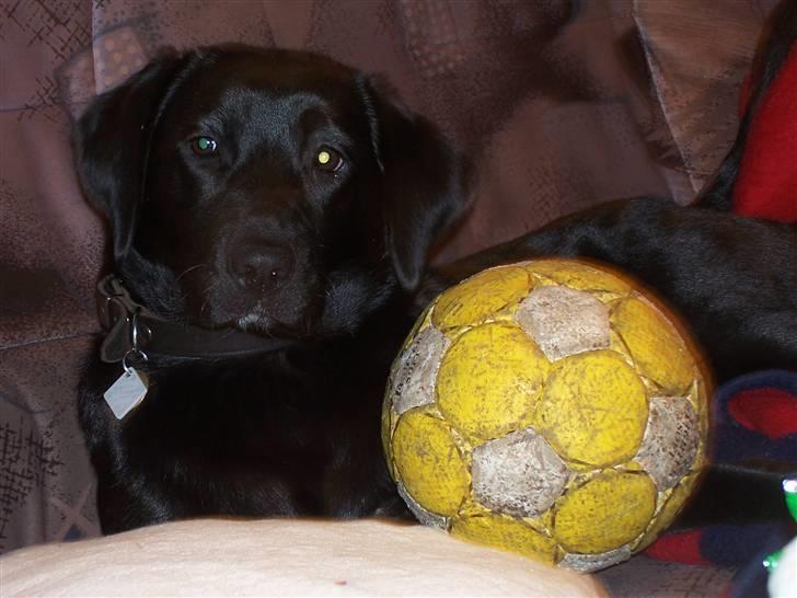 Labrador retriever Fie - Fie og hendes elskede bold, en gammel herrehåndbold billede 1