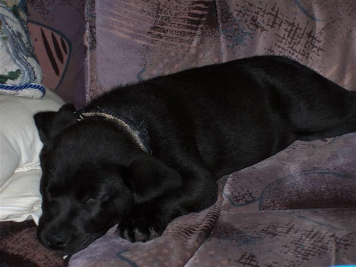 Labrador retriever Fie - Hun fyldte ikke ret meget i sofaen da hun var hvalp, og elsker at sove i den så.... billede 2
