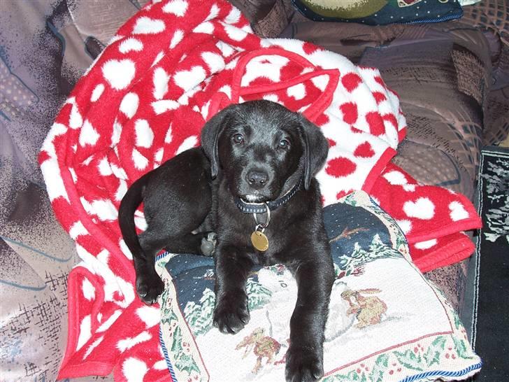 Labrador retriever Fie billede 3