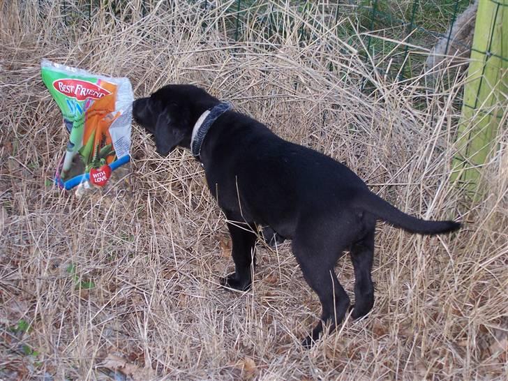 Labrador retriever Fie - Nysgerrig vovse billede 4