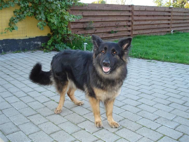 Schæferhund Hollie billede 12