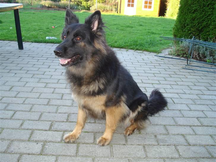 Schæferhund Hollie billede 13