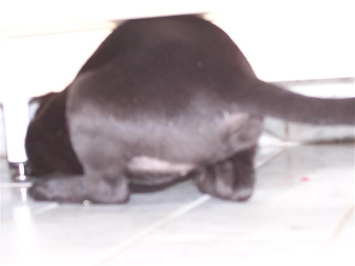 Labrador retriever Fie - Fie troede som hvalp at hun kunne komme under alt billede 7