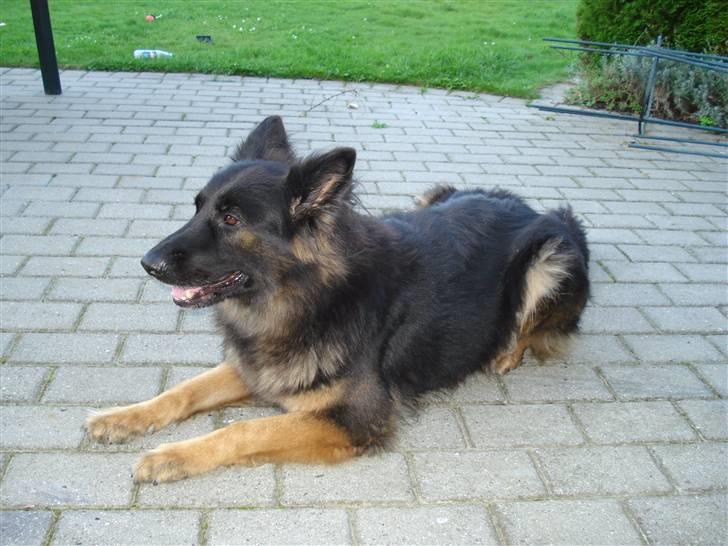 Schæferhund Hollie billede 15