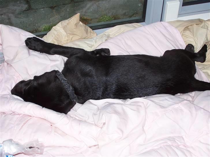 Labrador retriever Fie - Fie elsker at trille rundt i tæpper m.m. på gulvet, her er det en dyne... billede 8