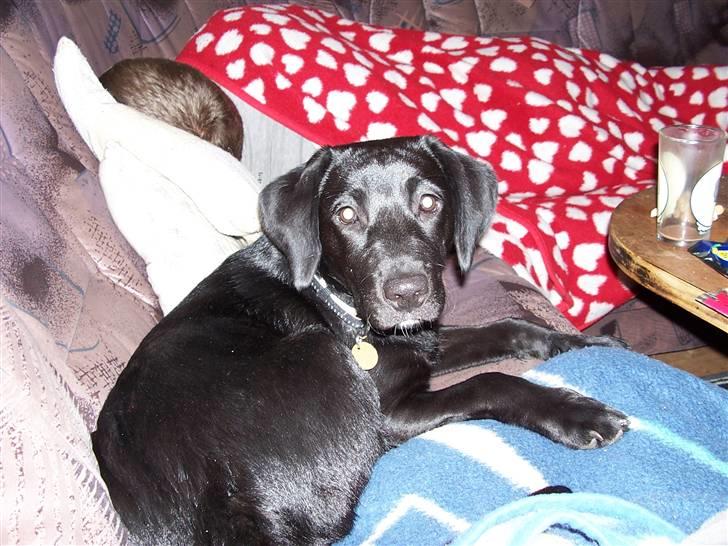 Labrador retriever Fie billede 9