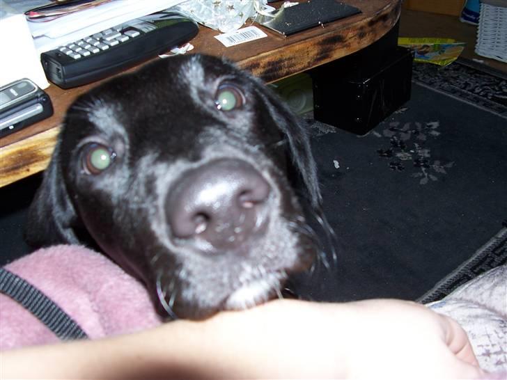 Labrador retriever Fie billede 10