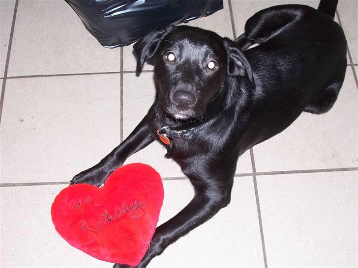 Labrador retriever Fie - Her er det en hjertepude Fie har fået lov at transportere rundt billede 11