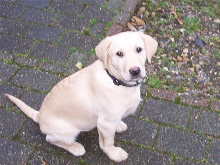 Labrador retriever Sascha billede 1
