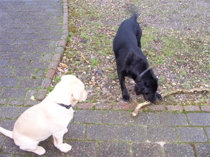 Labrador retriever Sascha - Fie og Saschas første møde... billede 2