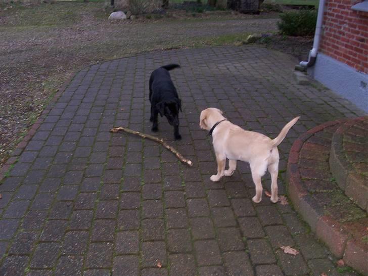 Labrador retriever Sascha - Sascha var meget nysgerrig efter at lege med Fie billede 3
