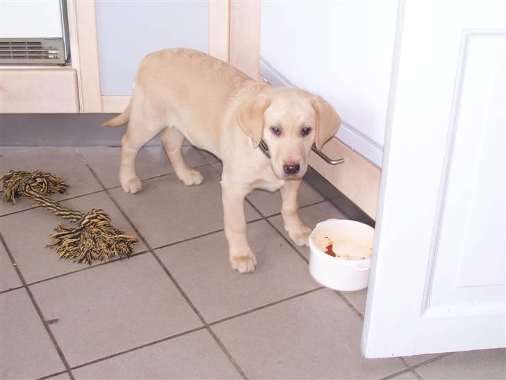 Labrador retriever Sascha - Mad skal der jo til... billede 4