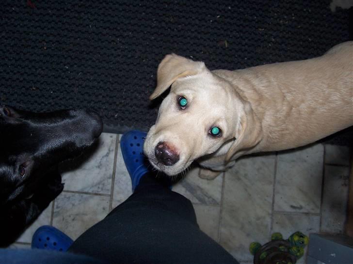 Labrador retriever Sascha billede 5