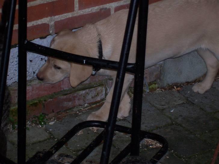 Labrador retriever Sascha - Sascha følger efter en af misserne..... billede 6