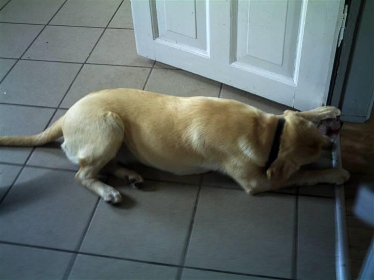 Labrador retriever Sascha billede 7