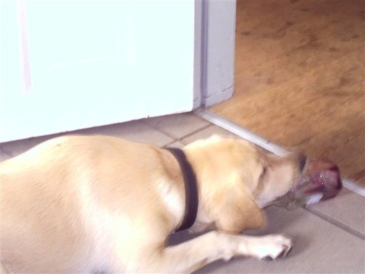 Labrador retriever Sascha billede 8