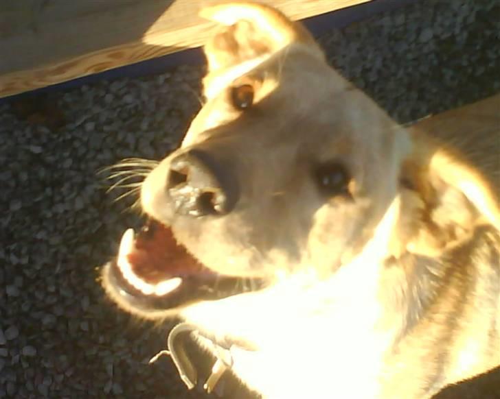 Blanding af racer Emsi - Er jeg sød eller hvad? billede 2