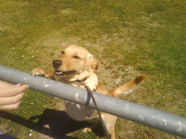 Blanding af racer Emsi - Tja den må da vidst være lavet af metal! billede 4