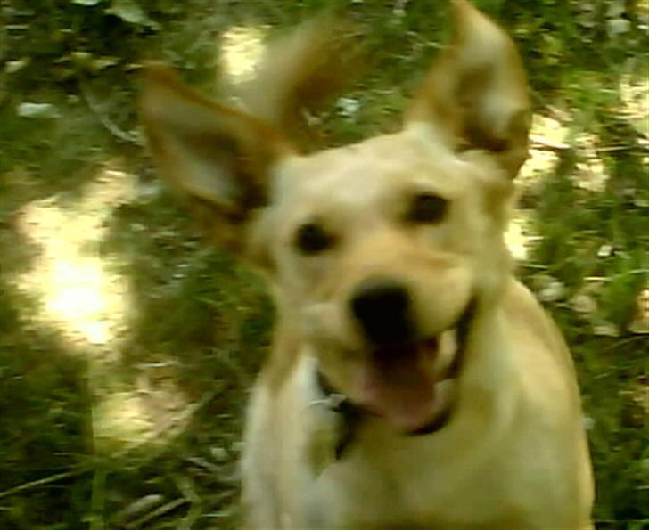 Blanding af racer Emsi - HOP! billede 5