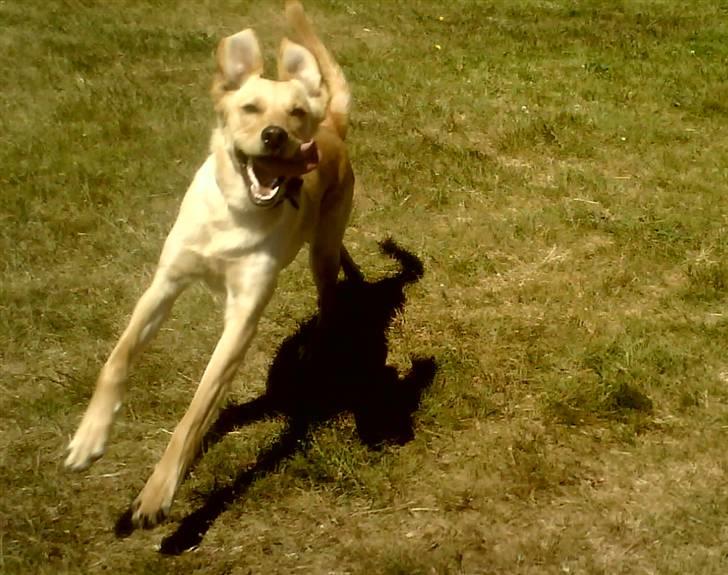 Blanding af racer Emsi - Jeg GLIDEEER! D: billede 6