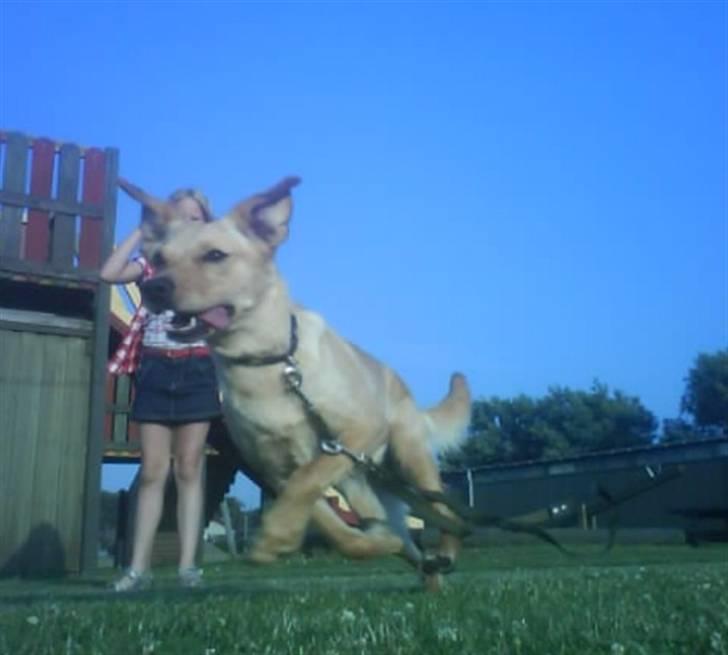 Blanding af racer Emsi - LØB FOR LIVET! billede 7