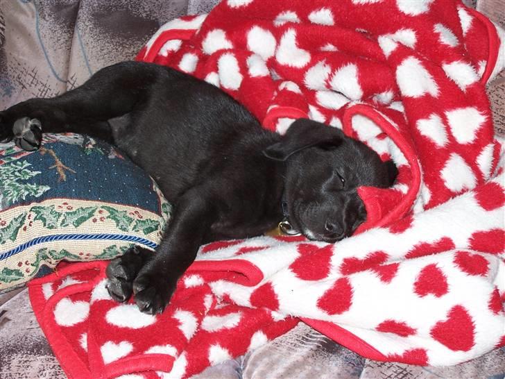 Labrador retriever Fie - en træt lille vovse... billede 12