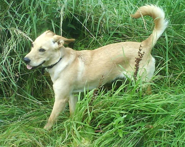 Blanding af racer Emsi - Jeg rækker tunge hahaha haaaha billede 9