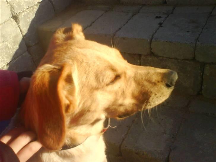 Blanding af racer Emsi - må jeg snart blive sluppt fri? billede 11