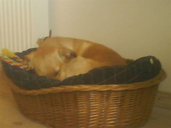 Blanding af racer Emsi - Zz  Zz  Zz  Zz billede 12